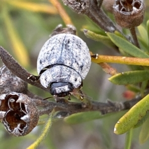 Trachymela sp. (genus) at Jerrabomberra, NSW - 10 Oct 2021