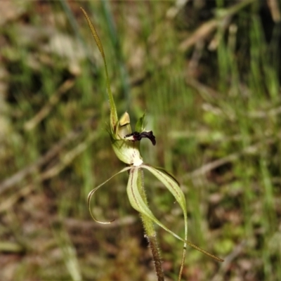 Caladenia parva (Brown-clubbed Spider Orchid) at Namadgi National Park - 9 Oct 2021 by JohnBundock