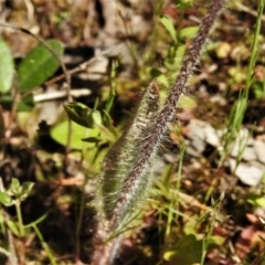 Caladenia parva at Tennent, ACT - 9 Oct 2021