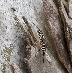 Xanthocryptus novozealandicus (Lemon tree borer parasite wasp) at QPRC LGA - 10 Oct 2021 by Steve_Bok