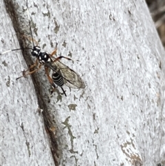 Xanthocryptus novozealandicus at Jerrabomberra, NSW - 10 Oct 2021 11:48 AM