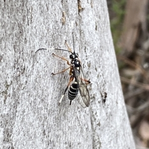 Xanthocryptus novozealandicus at Jerrabomberra, NSW - 10 Oct 2021 11:48 AM