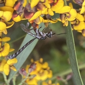 Pseudofoenus sp. (genus) at Jerrabomberra, NSW - 10 Oct 2021