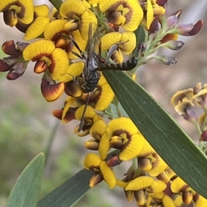 Pseudofoenus sp. (genus) at Jerrabomberra, NSW - 10 Oct 2021