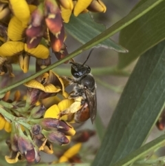 Leioproctus (Leioproctus) platycephalus at Jerrabomberra, NSW - 10 Oct 2021 by Steve_Bok