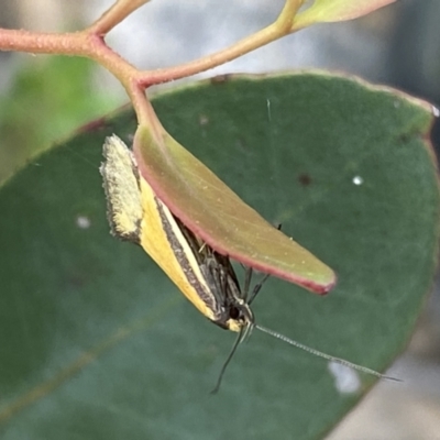 Philobota undescribed species near arabella (A concealer moth) at Mount Jerrabomberra - 9 Oct 2021 by Steve_Bok