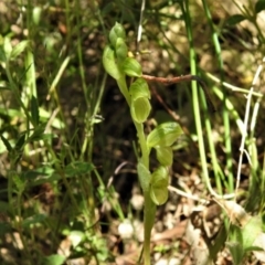 Hymenochilus sp. (A Greenhood Orchid) at Namadgi National Park - 9 Oct 2021 by JohnBundock