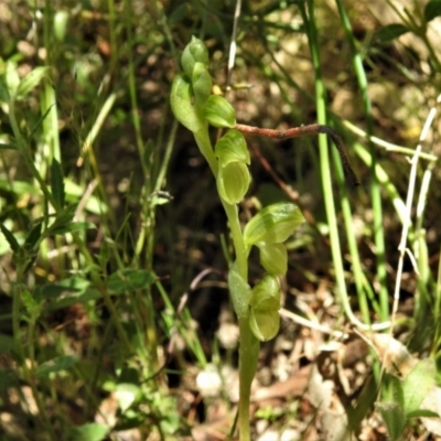 Hymenochilus sp. (A Greenhood Orchid) at Tennent, ACT - 9 Oct 2021 by JohnBundock