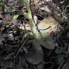 Hymenochilus sp. at Tennent, ACT - 9 Oct 2021