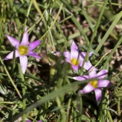 Romulea rosea var. australis (Onion Grass) at Hawker, ACT - 4 Oct 2021 by AlisonMilton