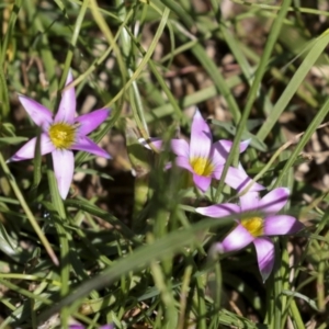 Romulea rosea var. australis at Hawker, ACT - 4 Oct 2021 11:44 AM