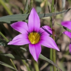 Romulea rosea var. australis (Onion Grass) at Hawker, ACT - 4 Oct 2021 by AlisonMilton