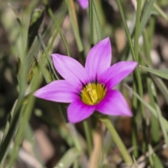 Romulea rosea var. australis at Hawker, ACT - 4 Oct 2021 11:45 AM