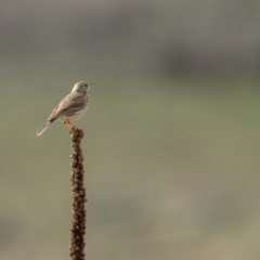 Anthus australis (Australian Pipit) at Rendezvous Creek, ACT - 3 Oct 2021 by trevsci