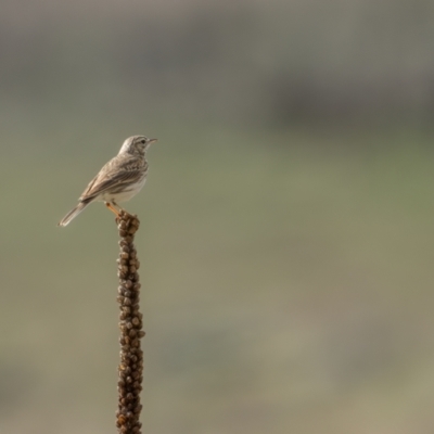 Anthus australis (Australian Pipit) at Rendezvous Creek, ACT - 3 Oct 2021 by trevsci