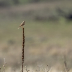 Anthus australis at Rendezvous Creek, ACT - 3 Oct 2021 08:53 AM