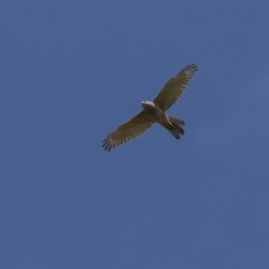 Accipiter cirrocephalus at Rendezvous Creek, ACT - 3 Oct 2021