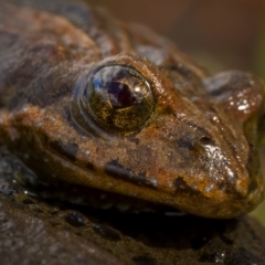 Crinia signifera (Common Eastern Froglet) at Rendezvous Creek, ACT - 3 Oct 2021 by trevsci