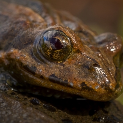 Crinia signifera (Common Eastern Froglet) at Rendezvous Creek, ACT - 3 Oct 2021 by trevsci