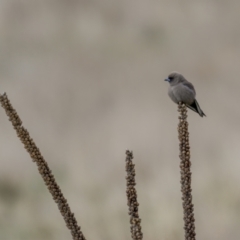 Artamus cyanopterus (Dusky Woodswallow) at Rendezvous Creek, ACT - 3 Oct 2021 by trevsci