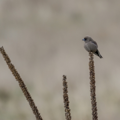 Artamus cyanopterus (Dusky Woodswallow) at Namadgi National Park - 2 Oct 2021 by trevsci