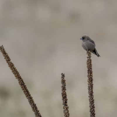 Artamus cyanopterus cyanopterus (Dusky Woodswallow) at Rendezvous Creek, ACT - 2 Oct 2021 by trevsci