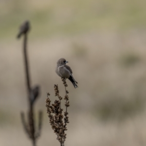 Artamus cyanopterus at Rendezvous Creek, ACT - 3 Oct 2021