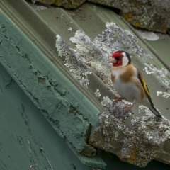 Carduelis carduelis (European Goldfinch) at Rendezvous Creek, ACT - 3 Oct 2021 by trevsci