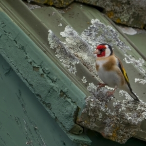 Carduelis carduelis at Rendezvous Creek, ACT - 3 Oct 2021