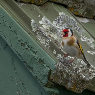 Carduelis carduelis (European Goldfinch) at Namadgi National Park - 2 Oct 2021 by trevsci