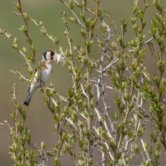 Carduelis carduelis at Rendezvous Creek, ACT - 3 Oct 2021