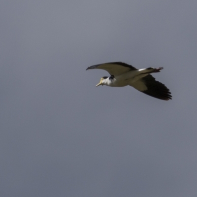 Vanellus miles (Masked Lapwing) at Rendezvous Creek, ACT - 3 Oct 2021 by trevsci