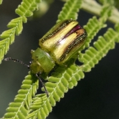 Calomela vittata (Acacia leaf beetle) at Hawker, ACT - 3 Oct 2021 by AlisonMilton