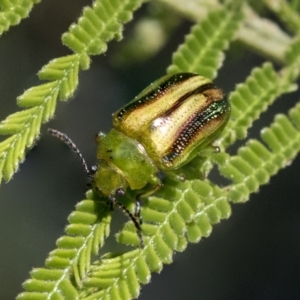 Calomela vittata at Hawker, ACT - 4 Oct 2021 08:43 AM