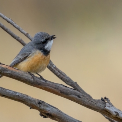 Pachycephala rufiventris (Rufous Whistler) at Namadgi National Park - 2 Oct 2021 by trevsci