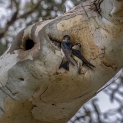 Petrochelidon nigricans (Tree Martin) at Namadgi National Park - 2 Oct 2021 by trevsci