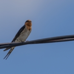 Hirundo neoxena (Welcome Swallow) at Rendezvous Creek, ACT - 2 Oct 2021 by trevsci