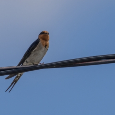 Hirundo neoxena (Welcome Swallow) at Rendezvous Creek, ACT - 3 Oct 2021 by trevsci