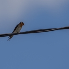 Hirundo neoxena at Rendezvous Creek, ACT - 3 Oct 2021 10:14 AM