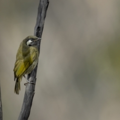 Nesoptilotis leucotis (White-eared Honeyeater) at Rendezvous Creek, ACT - 2 Oct 2021 by trevsci