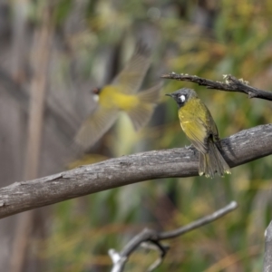 Nesoptilotis leucotis at Rendezvous Creek, ACT - 3 Oct 2021 07:26 AM