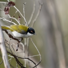 Melithreptus lunatus (White-naped Honeyeater) at Rendezvous Creek, ACT - 2 Oct 2021 by trevsci