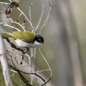 Melithreptus lunatus at Rendezvous Creek, ACT - 3 Oct 2021 07:28 AM