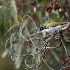 Melithreptus lunatus at Rendezvous Creek, ACT - 3 Oct 2021 07:28 AM