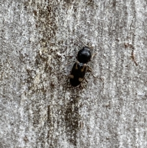 Austrocardiophorus assimilis at Jerrabomberra, NSW - 10 Oct 2021