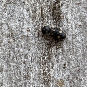 Austrocardiophorus assimilis at Jerrabomberra, NSW - 10 Oct 2021