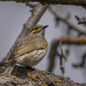 Caligavis chrysops at Rendezvous Creek, ACT - 3 Oct 2021 10:11 AM