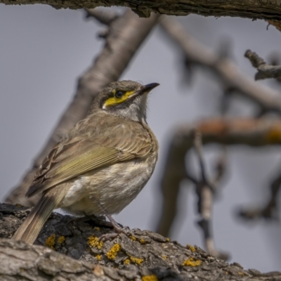 Caligavis chrysops (Yellow-faced Honeyeater) at Namadgi National Park - 2 Oct 2021 by trevsci