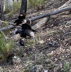 Corcorax melanorhamphos (White-winged Chough) at Jerrabomberra, NSW - 10 Oct 2021 by SteveBorkowskis