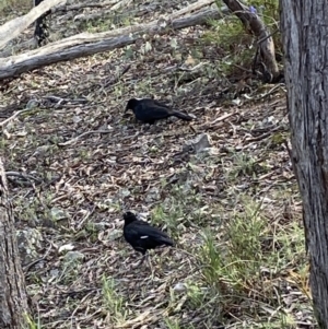 Corcorax melanorhamphos at Jerrabomberra, NSW - 10 Oct 2021 09:49 AM